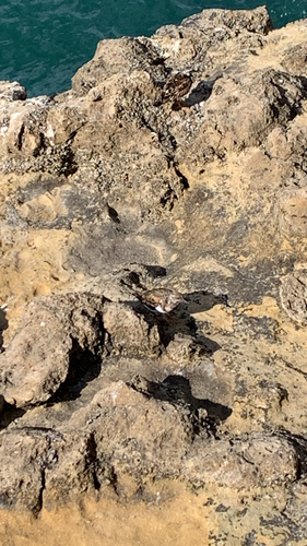 iNaturalist image