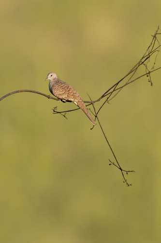 Inca Dove