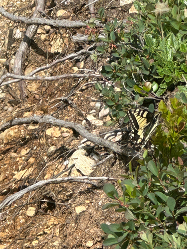 Old World Swallowtail