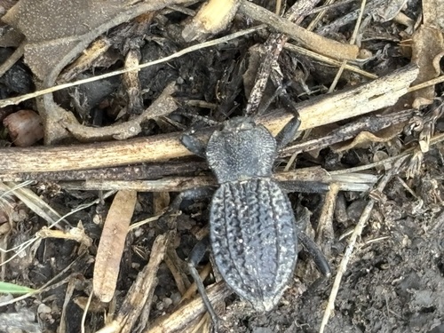 Philolithus sordidus