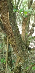 Prunocerasus
