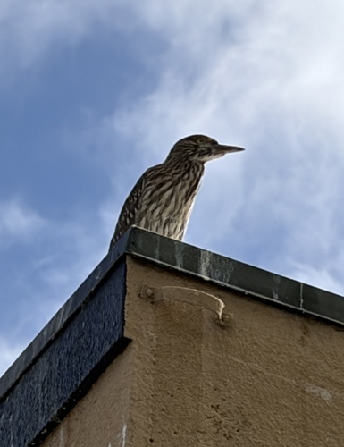 iNaturalist image