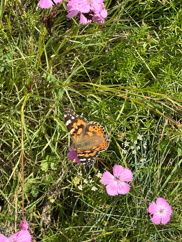 Painted Lady