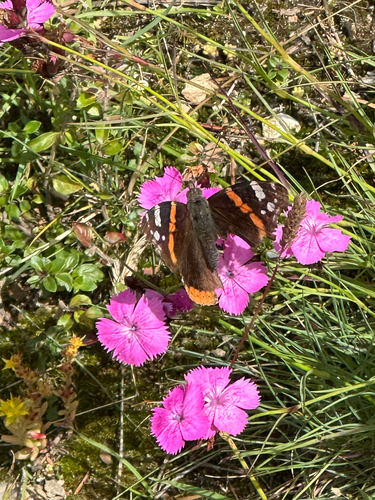 Red Admiral