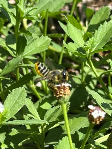 Megachile policaris