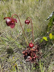 Sarracenia purpurea venosa