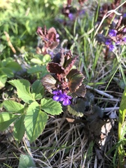 Glechoma hederacea