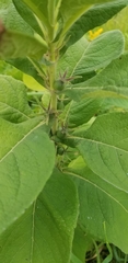 Triosteum perfoliatum