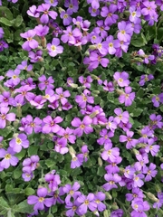 Aubrieta deltoidea