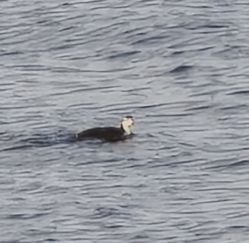 iNaturalist image