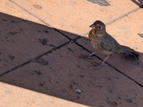 Canyon Towhee