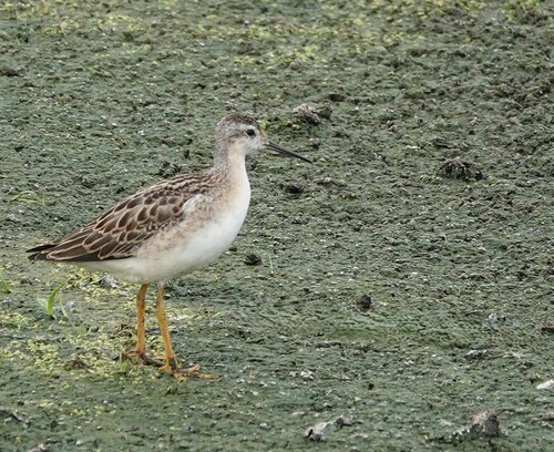 Wilson's Phalarope