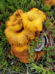 Omphalotus olivascens