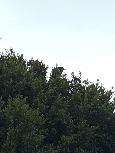 iNaturalist image