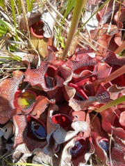 Sarracenia purpurea venosa