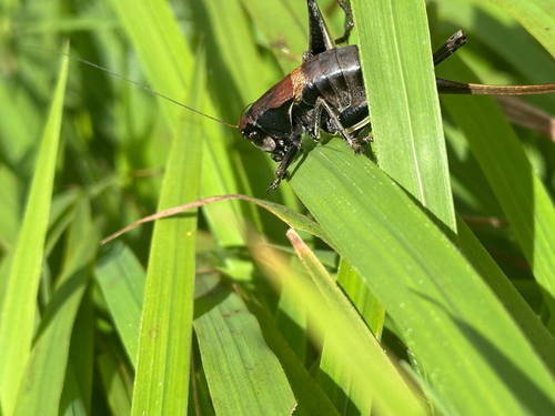 Transylvanian Dark Bush-cricket
