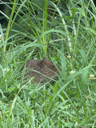 Hispid Cotton Rat