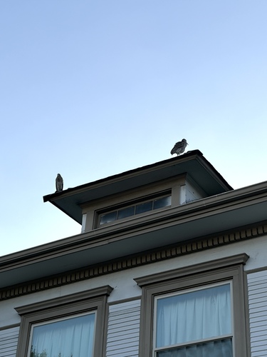 iNaturalist image