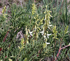 Astragalus racemosus
