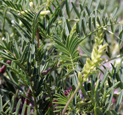 Astragalus racemosus