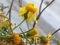 Haploesthes fruticosa