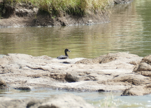 iNaturalist image