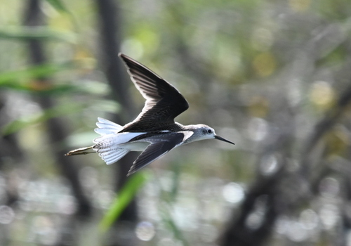 iNaturalist: (c) Нина Штейнбреннер, some rights reserved (CC BY-NC), uploaded by Нина Штейнбреннер iNaturalist image