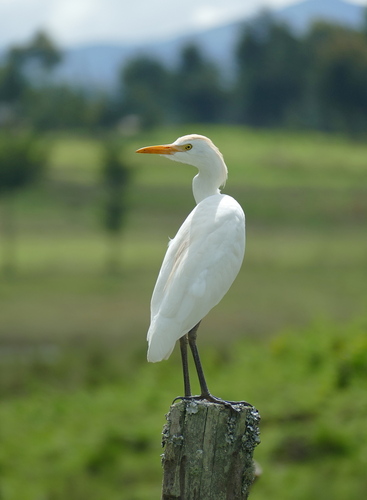 iNaturalist image