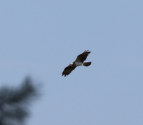 Osprey