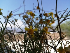 Haploesthes fruticosa