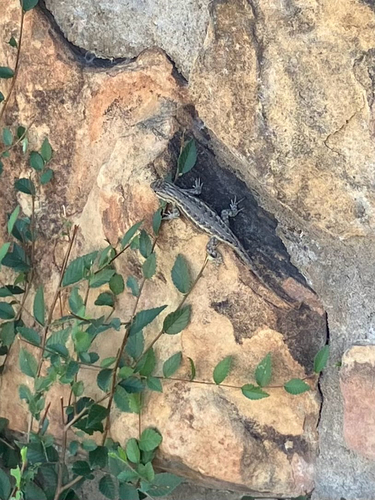 Southwestern Fence Lizard