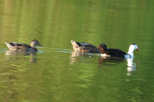 iNaturalist image