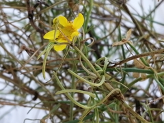 Haploesthes fruticosa