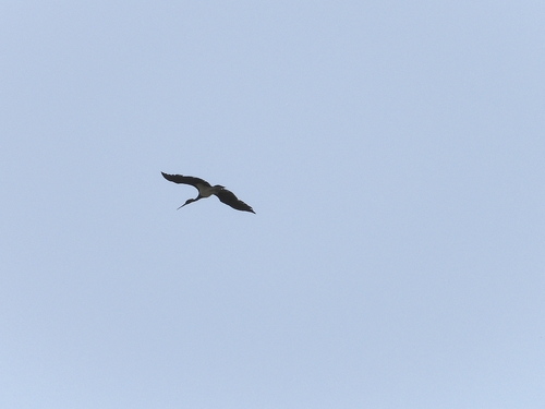 iNaturalist image