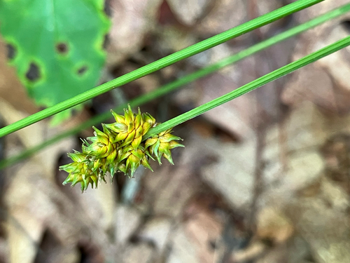 Carex muehlenbergii