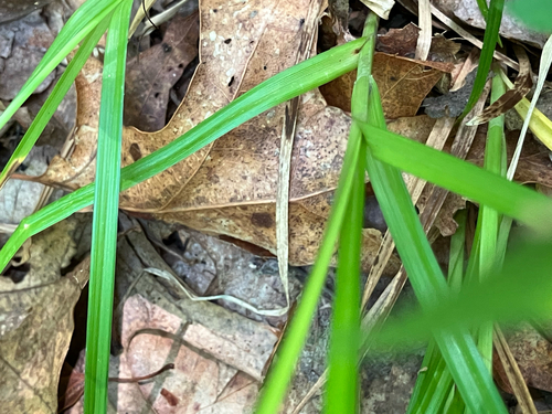Carex muehlenbergii, photograph 2