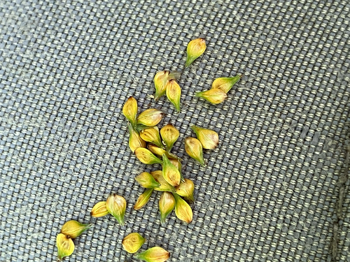 Carex muehlenbergii, photograph 1