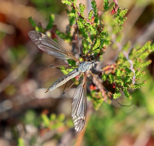 Prionocera turcica