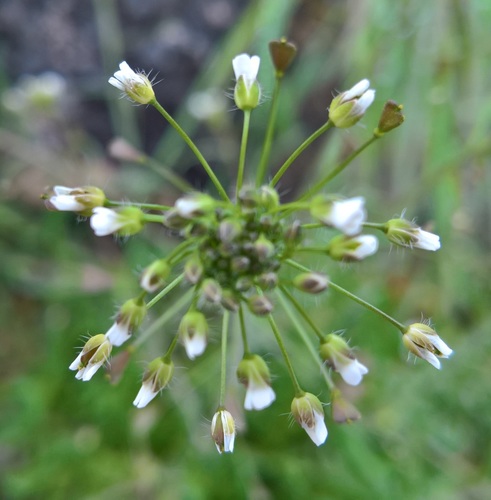 Trikertė žvaginė nuotrauka