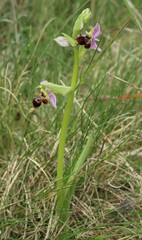 Ophrys scolopax, photograph (c) Lídia Carrera, some rights reserved (CC BY)