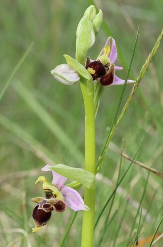 Ophrys scolopax, photograph 2