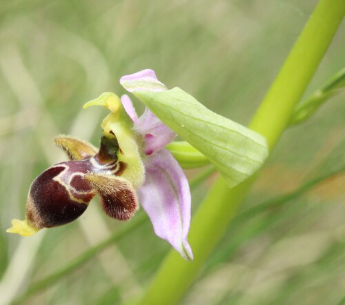 Ophrys scolopax, photograph 1