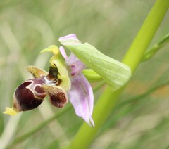 Ophrys scolopax, photograph (c) Lídia Carrera, some rights reserved (CC BY)