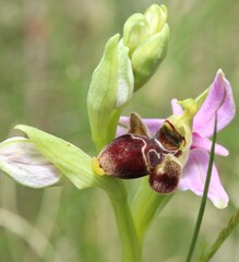 Ophrys scolopax, photograph (c) Lídia Carrera, some rights reserved (CC BY)