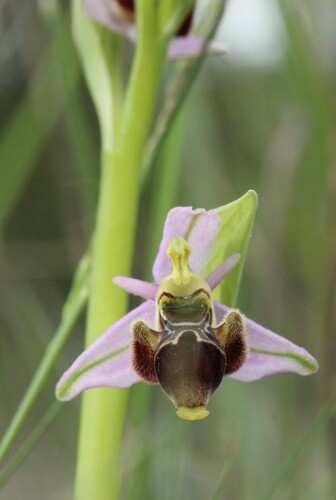 Ophrys scolopax, photograph 4