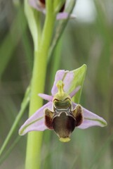 Ophrys scolopax, photograph (c) Lídia Carrera, some rights reserved (CC BY)