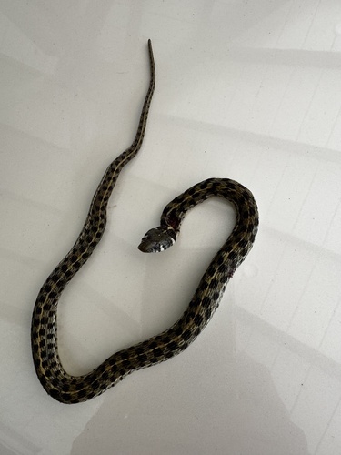 Checkered Garter Snake