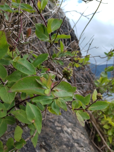 Common Honeysuckle