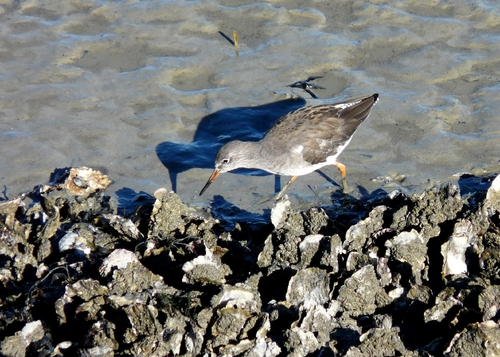 iNaturalist image