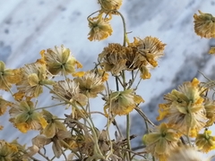 Haploesthes fruticosa